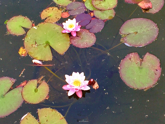 Lotus Pond (Welwyn Roche Site)