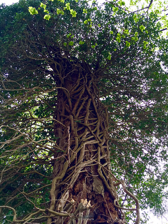 Gnarled Tree (Munich)