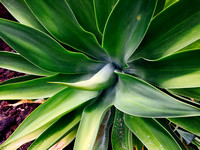 Succulent