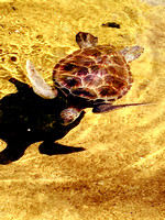Honu