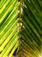 Palm Leaf