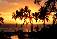 Orchid Sunset
