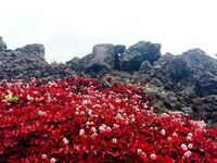 Mauna Kea Flowers