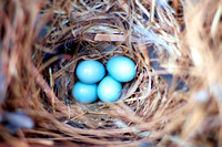 Bird Nest