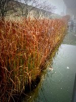 Welwyn Web