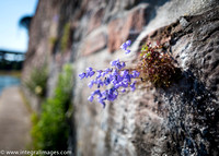 Beauty Prevails