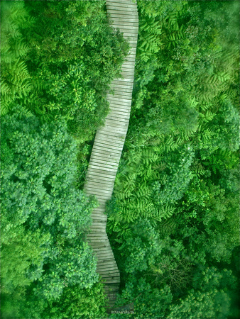 The Path