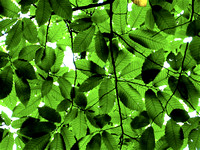 Leaf Canopy (St. Martin's Abbey) Perpignan, France