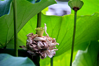 Lotus Nest