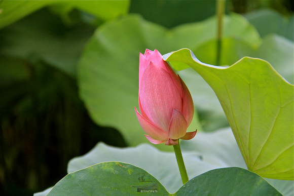 Prelude Lotus (For Michelle)