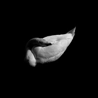 Sleeping Swan