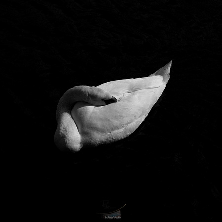 Sleeping Swan