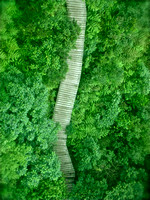 The Path