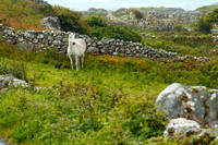 Capall (Galway, Ireland)