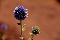 Globe Thistle