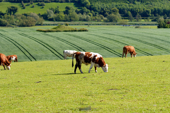 Take Five (Newgrange, Ireland)