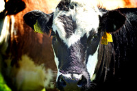 Portrait (Newgrange, Ireland)