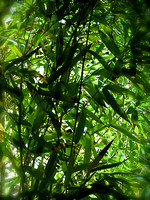 Night Bamboo (Villefranche Sur Mer, France)
