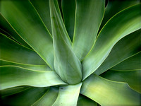 Agave (Esalen, Big Sur, CA, USA)
