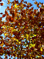 Fall Leaves (Avignon, France)