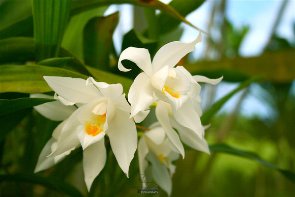 Hilo Orchid (Big Island, Hawaii, USA)