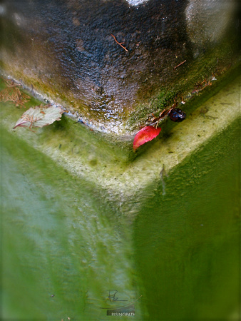 Red Leaf Fountain (Vaison la Romaine, France)